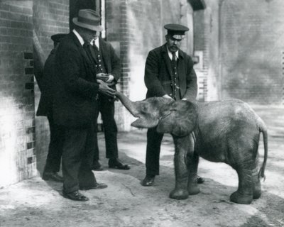 Pas aangekomen baby dwergbosolifant Tiny, met haar verzorgers Robertson, Stimpson en Milbourn in London Zoo, 1922 door Frederick William Bond